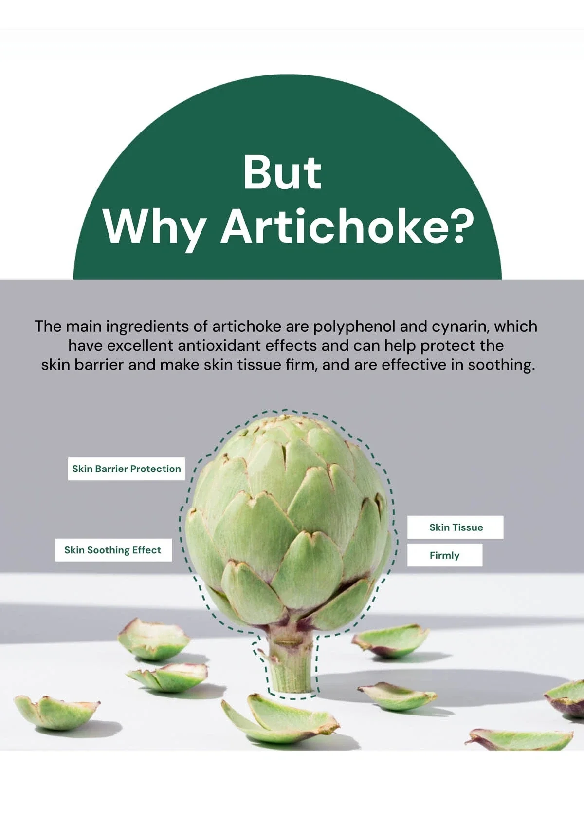 [MOLVANY] Artichoke Calming Care Soothing Cream 100ml - Image 7